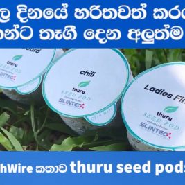 Thuru Seedpods